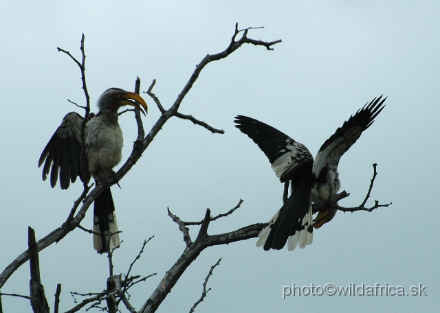 puku rsa 169.jpg - Southern Yellow-billed Hornbill (Tockus leucomelas)